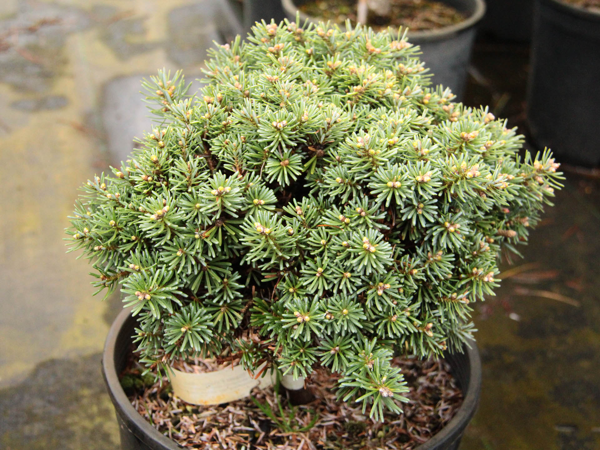 Abies koreana 